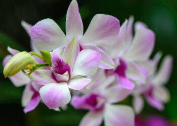 Exposição de orquídeas troca mudas por ajuda à Santa Casa de Goiânia