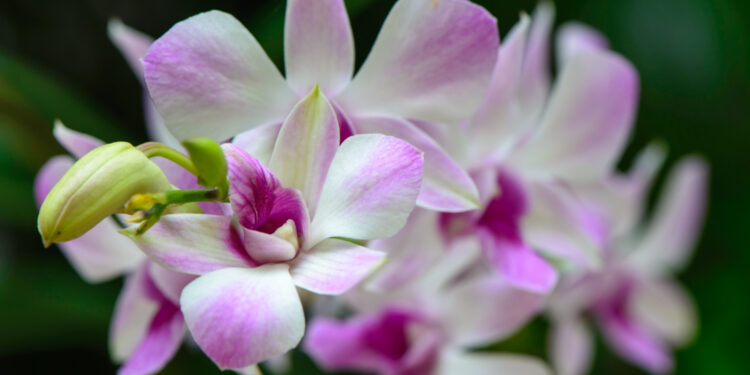 Exposição de orquídeas troca mudas por ajuda à Santa Casa de Goiânia