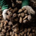 Mecanismo Amazônia Viva conclui segundo ciclo de crédito com 100% de adimplência