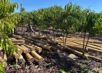 JBS quer aumentar a renda de comunidades rurais