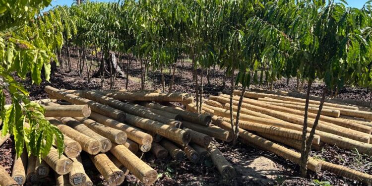 JBS quer aumentar a renda de comunidades rurais