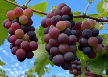 Parreiral Fonte Viva, em Piracanjuba, abre a sua temporada de visitação