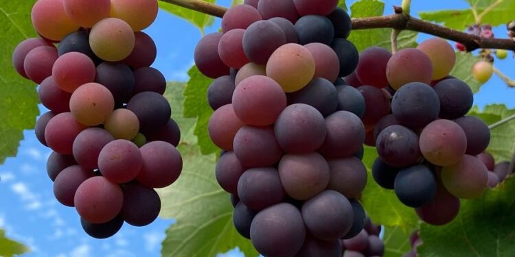 Parreiral Fonte Viva, em Piracanjuba, abre a sua temporada de visitação