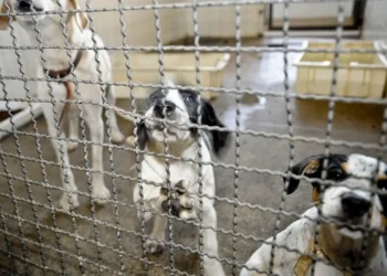 Proibição de testes para cosméticos em animais está prestes a virar lei