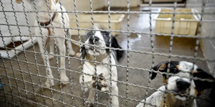 Proibição de testes para cosméticos em animais está prestes a virar lei