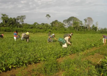 AgroAmigo libera R$ 1 bi para pequenos produtores
