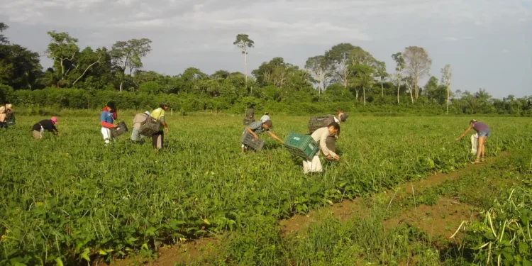 AgroAmigo libera R$ 1 bi para pequenos produtores