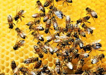 As abelhas e os negócios: Uma lição de sobrevivência e propósito