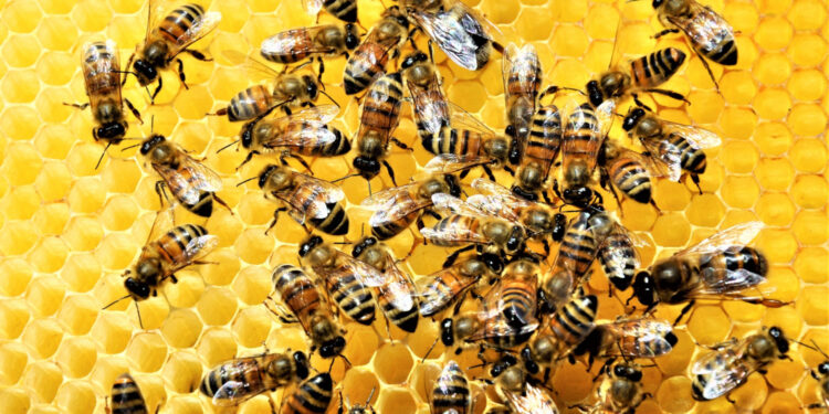 As abelhas e os negócios: Uma lição de sobrevivência e propósito