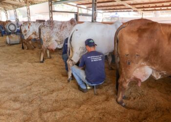 Brasília recebe 33ª Expoabra; confira a programação