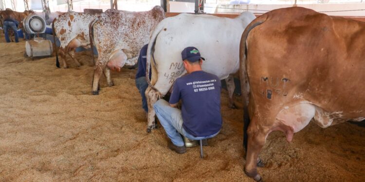 Brasília recebe 33ª Expoabra; confira a programação