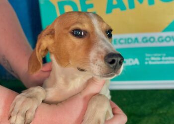 Buriti Shopping recebe feira de adoção pet