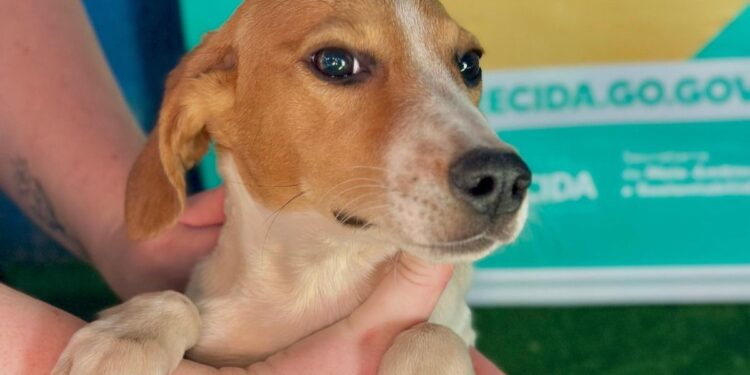 Buriti Shopping recebe feira de adoção pet