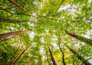 FMC leva soluções integradas para a Show Florestal 2025