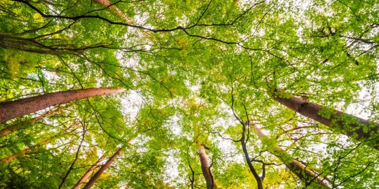 FMC leva soluções integradas para a Show Florestal 2025