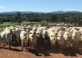 Goiás registra 22,8 mi de bovinos no 1º semestre de 2025