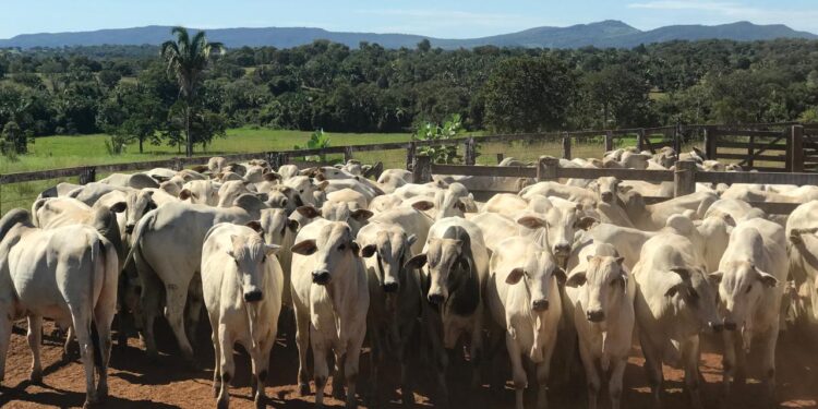 Goiás registra 22,8 mi de bovinos no 1º semestre de 2025