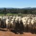 Goiás registra 22,8 mi de bovinos no 1º semestre de 2025