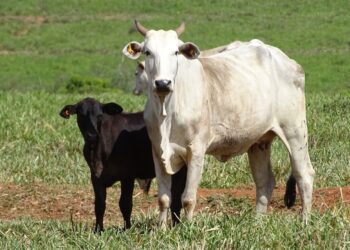 JBS apoia regularização de mais de 1.000 propriedades rurais em Goiás