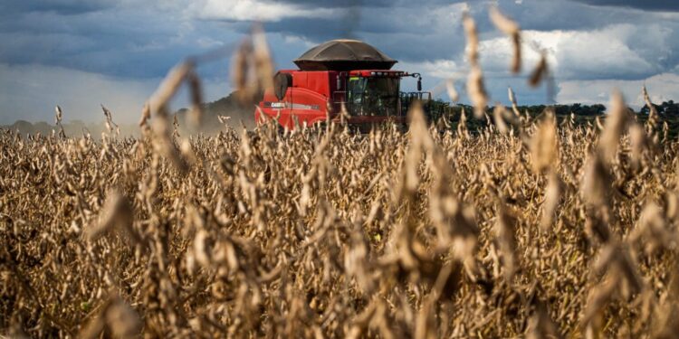 Soja goiana bate recordes na safra 2024/25