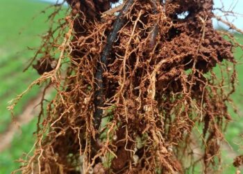 Bioinsumos elevam a produtividade da soja