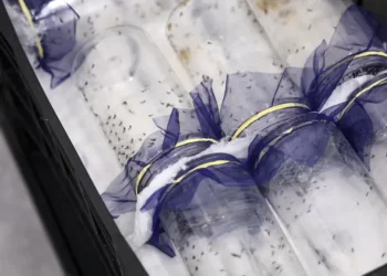 DF e GO ganham biofábrica de mosquitos contra a dengue