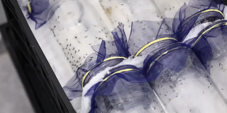 DF e GO ganham biofábrica de mosquitos contra a dengue
