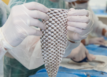 Goiás aprimora tratamento com pele de tilápia