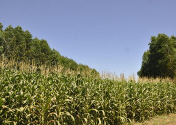 Goiás leva experiência do Cerrado à ONU