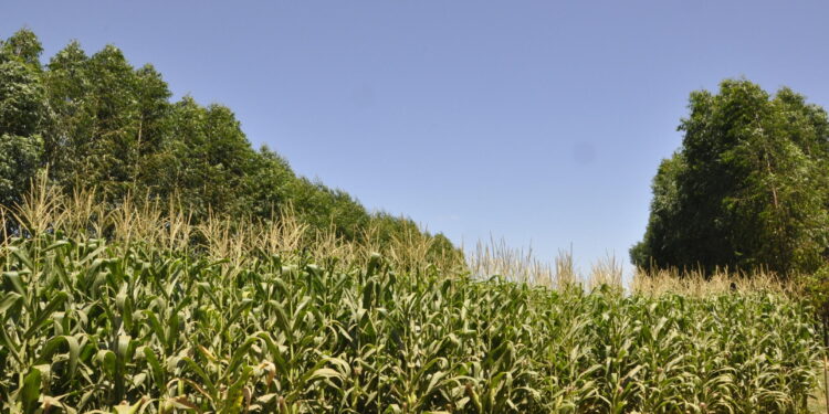 Goiás leva experiência do Cerrado à ONU