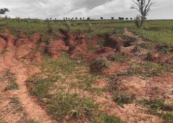 Pastagem degradada afeta pecuária e meio ambiente