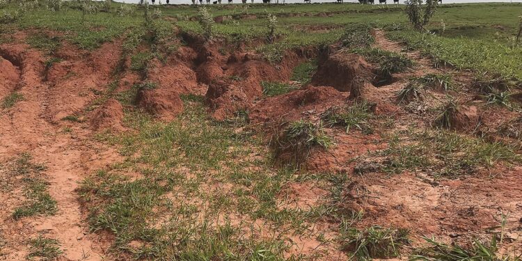 Pastagem degradada afeta pecuária e meio ambiente