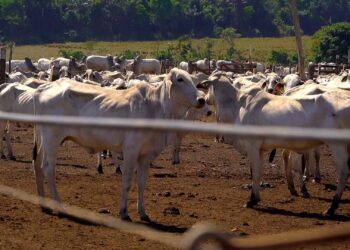Ramax retoma frigorífico em Cachoeira Alta (GO)