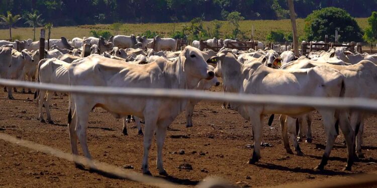 Ramax retoma frigorífico em Cachoeira Alta (GO)