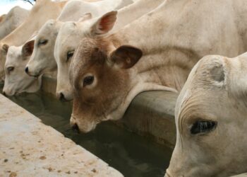 Água tratada na pecuária: lucro e sustentabilidade