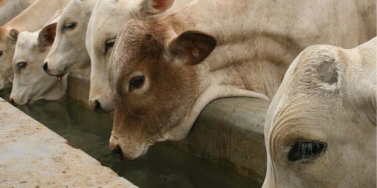 Água tratada na pecuária: lucro e sustentabilidade