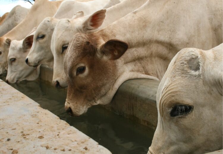 Água tratada na pecuária: lucro e sustentabilidade