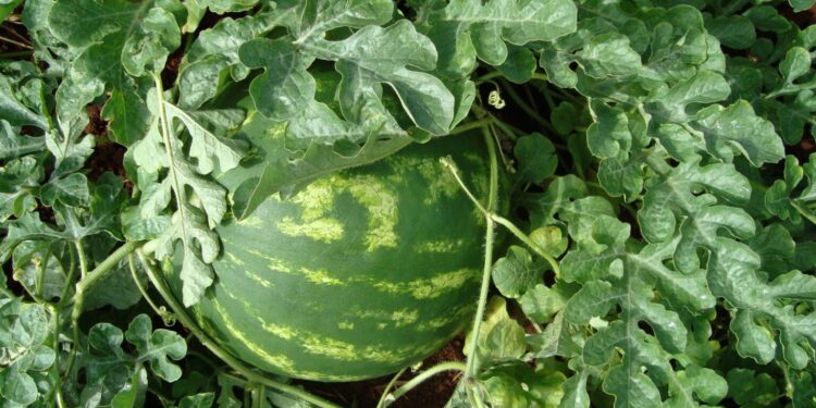 Itapirapuã é certificada para exportar cucurbitáceas