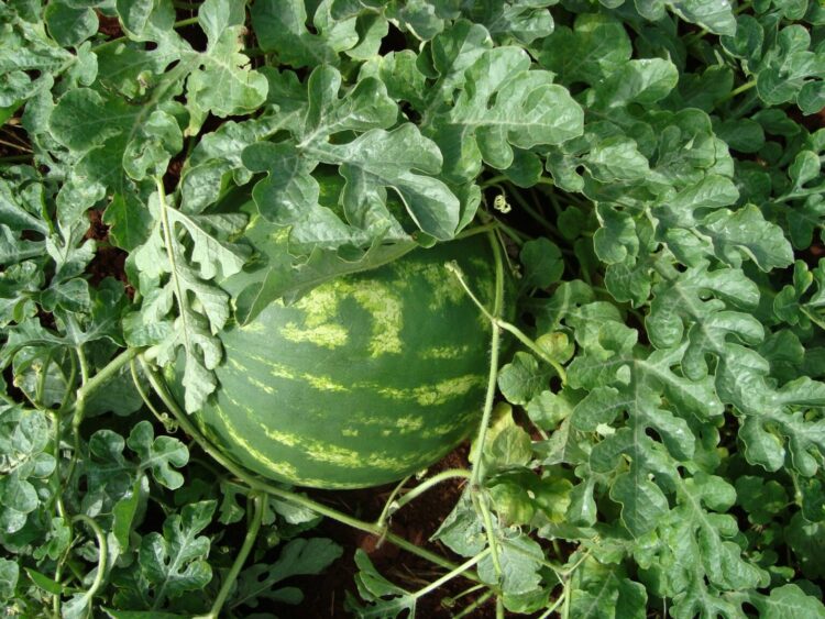 Itapirapuã é certificada para exportar cucurbitáceas