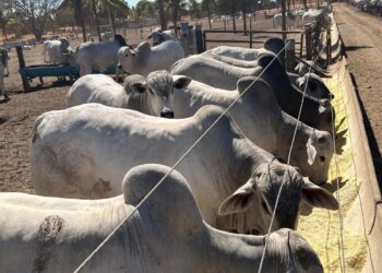 Ração inova na produtividade da pecuária nacional