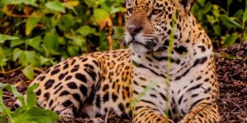 Black Friday: Descontos de até 20% em viagens por MT