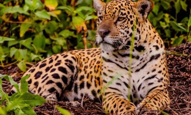 Black Friday: Descontos de até 20% em viagens por MT