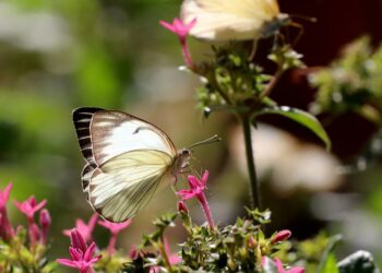 Borboletário do Zoológico de Brasília celebra 20 anos