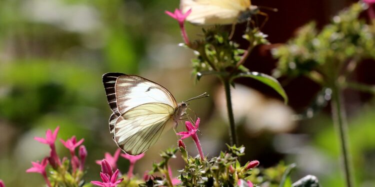 Borboletário do Zoológico de Brasília celebra 20 anos