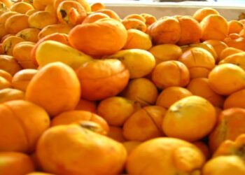 Capital do Pequi em MT prevê aumento na colheita