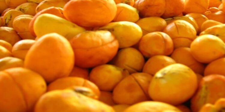 Capital do Pequi em MT prevê aumento na colheita