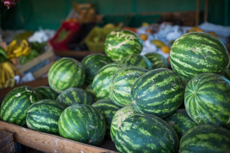 Uruana (GO) se destaca na produção nacional de melancia