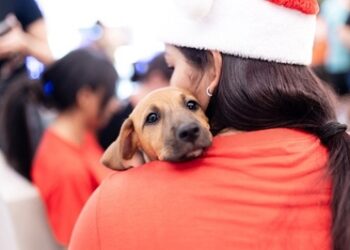 Nova edição do Adota Pet em clima de Natal