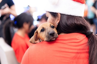 Nova edição do Adota Pet em clima de Natal