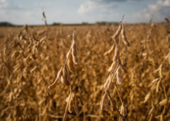 Soja gera desenvolvimento no Mato Grosso